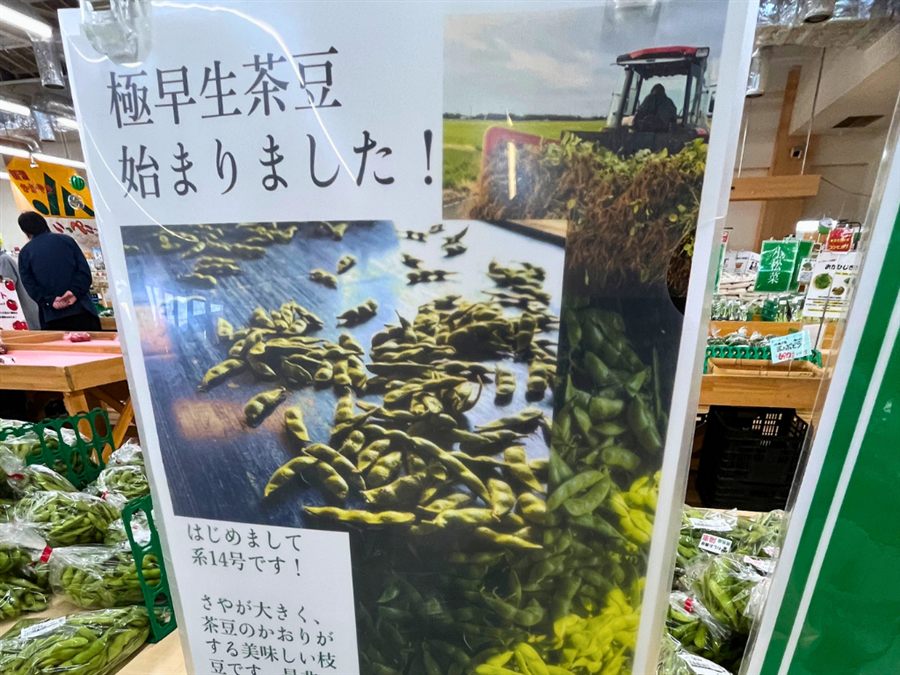 極早生茶豆始まりましたのポップ