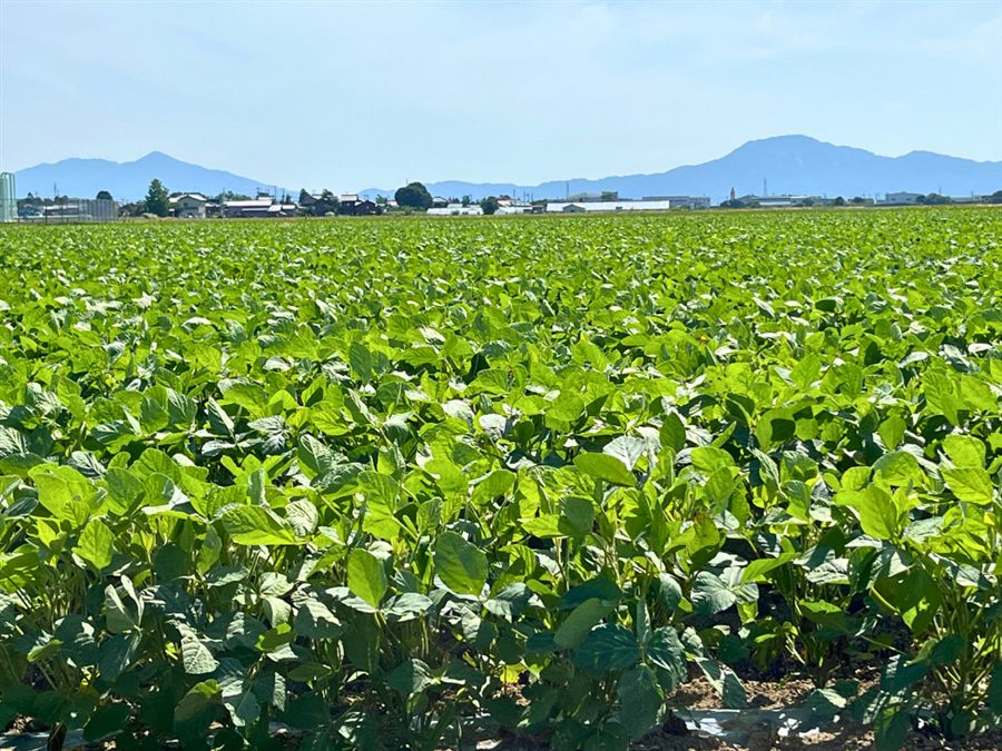 黒埼地区の茶豆畑