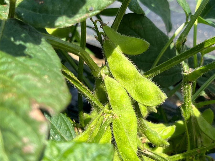 くろさき茶豆の莢のアップ